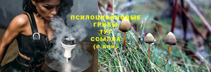 Галлюциногенные грибы Psilocybe  наркошоп  Абаза 